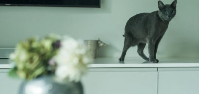 コラムのサムネイル