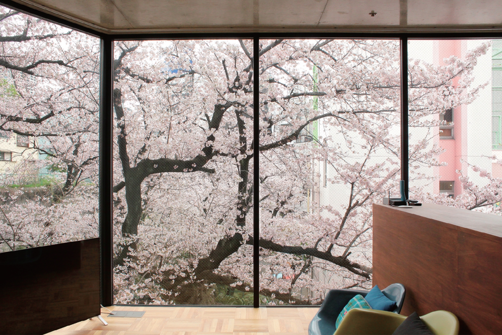 床から天井までの窓は要望通り。 桜の花が屏風 のように美しい。