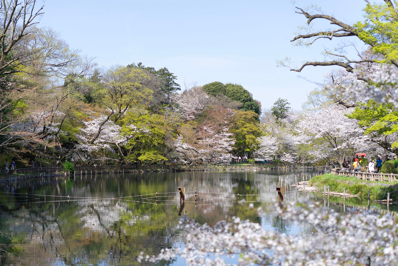 井の頭恩賜公園 ｜ おさんぽ、スポーツ、お花見と年中楽しめる都立公園