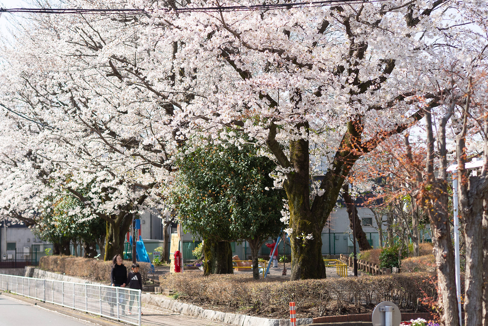 井の頭つくし児童遊園 ｜ 桜が美しい計画地近くの公園
