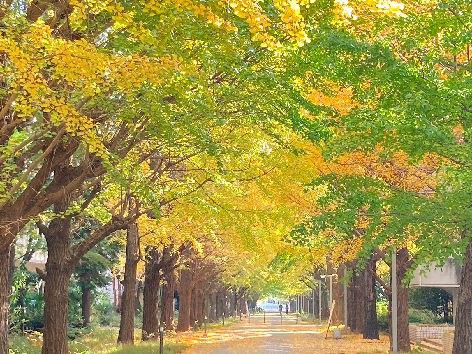 東京大学駒場キャンパスのイチョウ並木