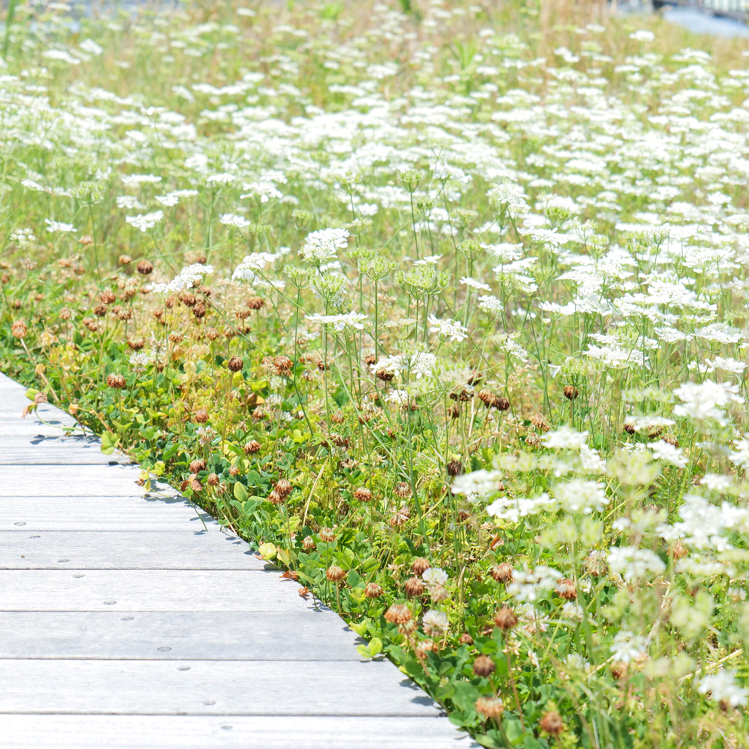 屋上の芝生とウッドデッキ