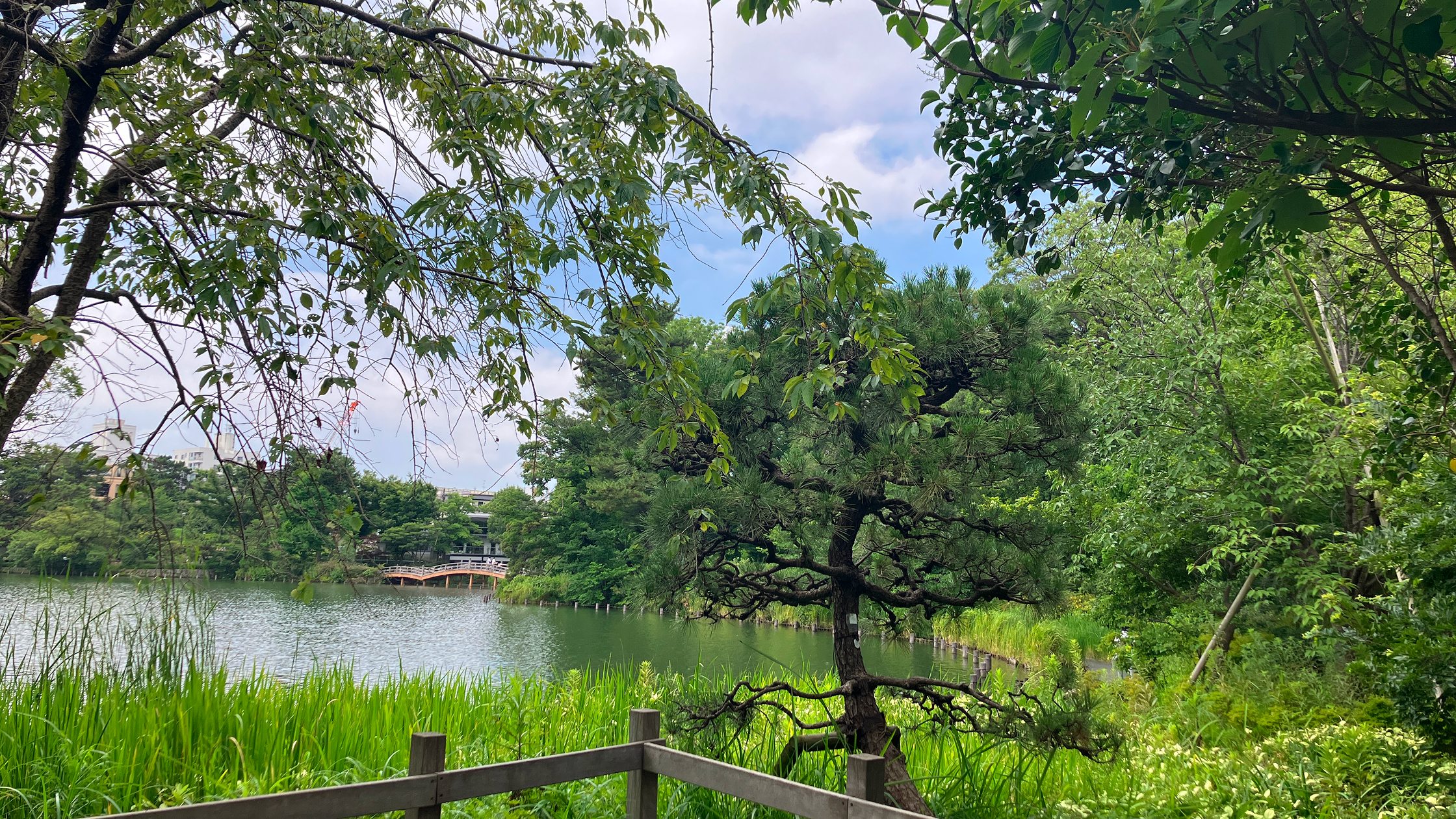 洗足池公園（15分）