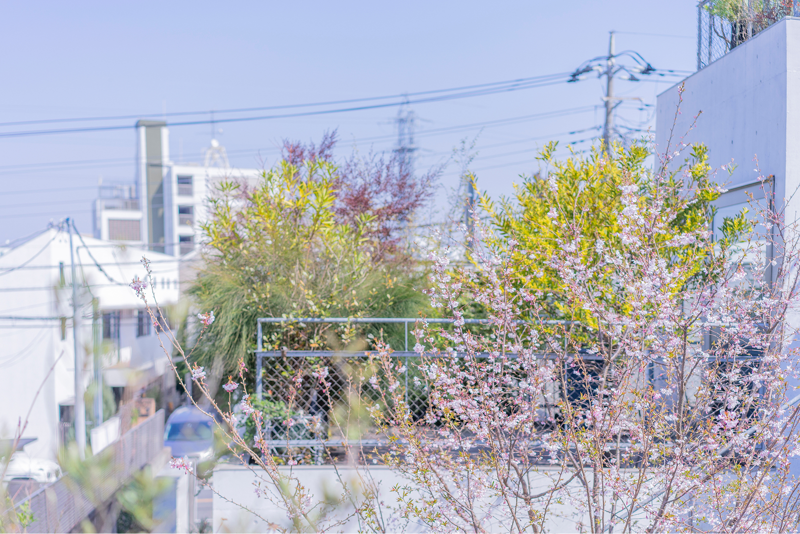 共用の中庭には四季折々の植栽が広がっています。