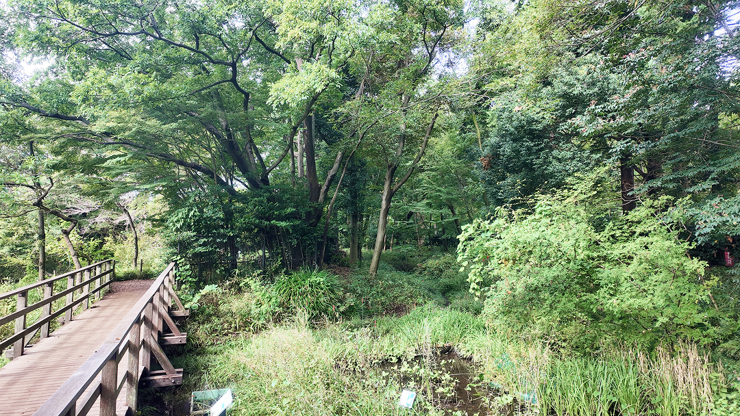都立石神井公園（1,100m）｜ 水辺観察園